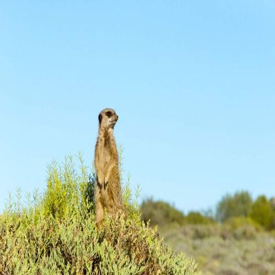 Posterazzi PDDAF42KSU0067LARGE Meerkat. Western Cape Province, South Africa Photo Print, 24 x 36, Multi