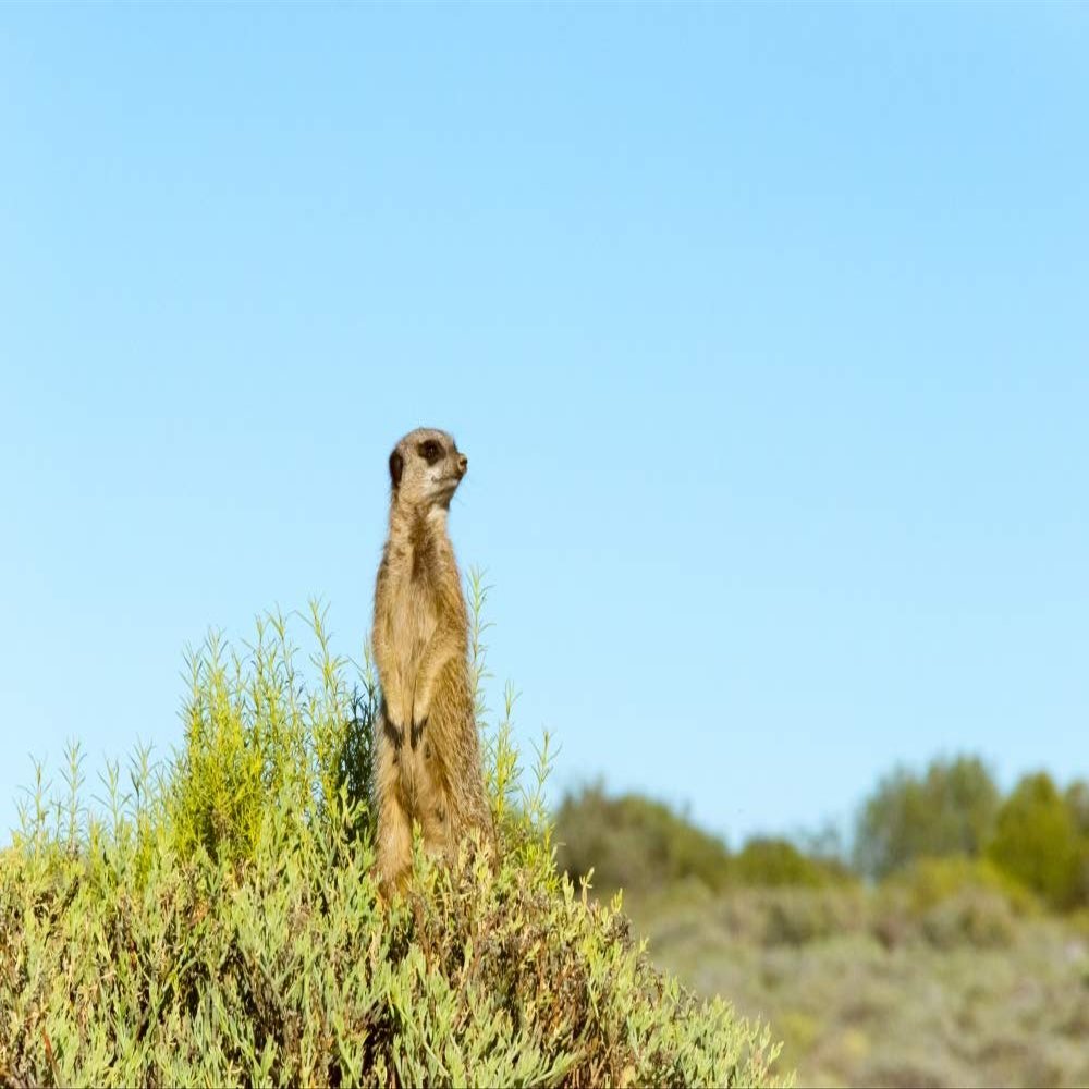 Posterazzi PDDAF42KSU0067LARGE Meerkat. Western Cape Province, South Africa Photo Print, 24 x 36, Multi