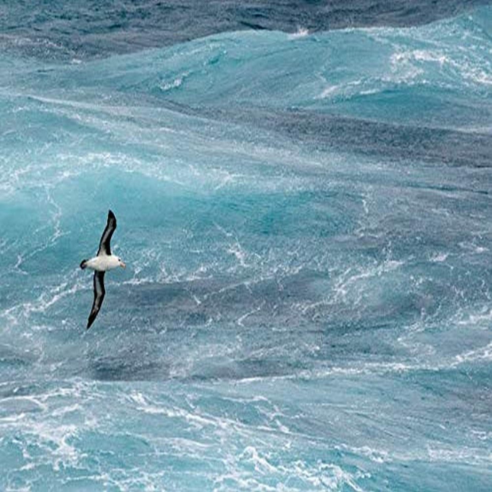 Posterazzi PDDAN02YCH0004LARGE Antarctica, Drake Passage. Black-Browed Albatross Soaring Photo Print, 36 x 24, Multi