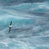 Posterazzi PDDAN02YCH0004LARGE Antarctica, Drake Passage. Black-Browed Albatross Soaring Photo Print, 36 x 24, Multi view 1