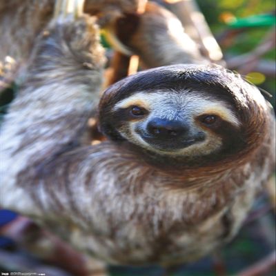 Trends International Sloth - Smile Wall Poster, 14.725" x 22.375", Premium Unframed Version