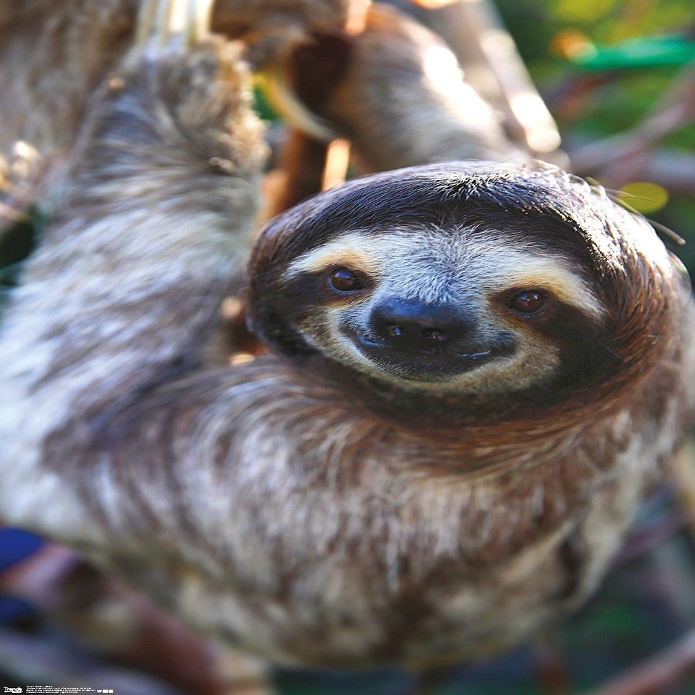 Trends International Sloth - Smile Wall Poster, 14.725" x 22.375", Premium Unframed Version
