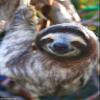 Trends International Sloth - Smile Wall Poster, 14.725" x 22.375", Premium Unframed Version view 1