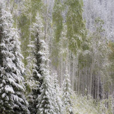 Posterazzi PDDCN01SGU0018LARGE Fresh Late Summer Snow on Evergreen Trees, Banff National Park, Alberta, Canada Photo Print, 24 x 36, Multi