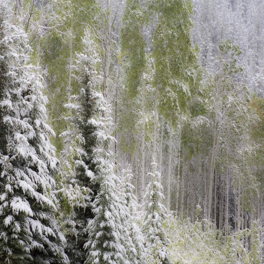 Posterazzi PDDCN01SGU0018LARGE Fresh Late Summer Snow on Evergreen Trees, Banff National Park, Alberta, Canada Photo Print, 24 x 36, Multi