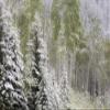 Posterazzi PDDCN01SGU0018LARGE Fresh Late Summer Snow on Evergreen Trees, Banff National Park, Alberta, Canada Photo Print, 24 x 36, Multi view 1