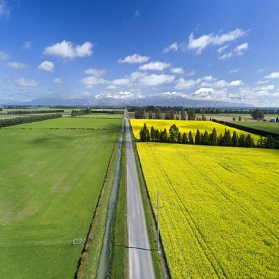 Posterazzi PDDAU03DWA0153LARGE Yellow Flowers of rapeseed Field, Near Methven and Mt. Hutt, Mid Canterbury, South Island Photo Print, 24 x 36, Multi