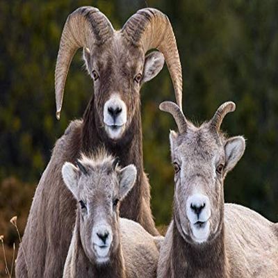 Posterazzi PDDCN01YCH0007LARGE Canada, Alberta, Jasper. Bighorn Sheep ram with Juveniles Photo Print, 36 x 24, Multi