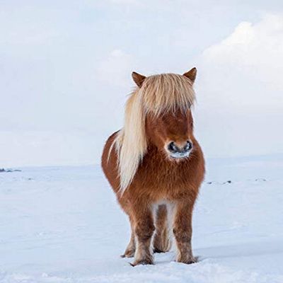 Posterazzi PDDEU14MZW1566LARGE Fresh Snow. Traditional Breed Traces its Origin Back to The Horses of The Old Vikings, Iceland Photo Print, 24 x 36, Multi