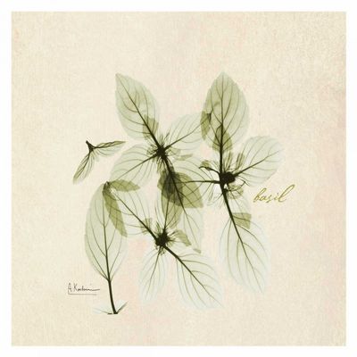 Posterazzi PDXAKXSQ164LARGE Basil in Bloom Photo Print, 24 x 24, Multi