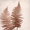 Posterazzi PDXBARC050ALARGE Copper Pink Ferns 1 Photo Print, 24 x 36, Multi view 1