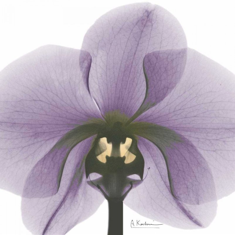 Posterazzi PDXAKRC554BLARGE Purple Orchid A29 Photo Print, 24 x 36, Multi