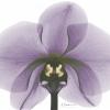 Posterazzi PDXAKRC554BLARGE Purple Orchid A29 Photo Print, 24 x 36, Multi view 1