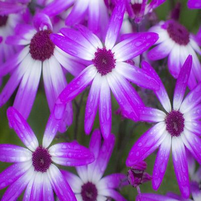 Posterazzi PDDCN02SGU0033LARGE Cineraria Plants with Bright Colors Photo Print, 24 x 36, Multi