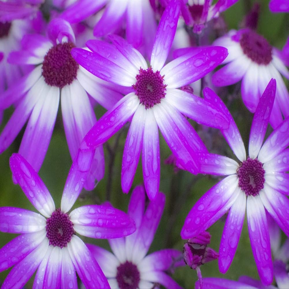 Posterazzi PDDCN02SGU0033LARGE Cineraria Plants with Bright Colors Photo Print, 24 x 36, Multi