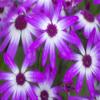 Posterazzi PDDCN02SGU0033LARGE Cineraria Plants with Bright Colors Photo Print, 24 x 36, Multi view 1