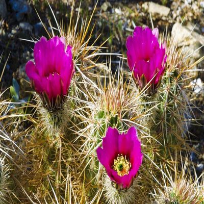 Posterazzi PDDUS05RBS1013LARGE Engelmann Hedgehog Cactus in Bloom in Plum Canyon, Anza-Borrego Desert State Park, CA Photo Print, 24 x 36, Multi