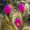 Posterazzi PDDUS05RBS1013LARGE Engelmann Hedgehog Cactus in Bloom in Plum Canyon, Anza-Borrego Desert State Park, CA Photo Print, 24 x 36, Multi view 1