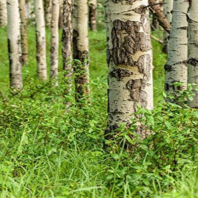 Posterazzi PDDCN01JHO0023LARGE Jasper, Alberta, Canada. Grove of Water red Birch Trees (Betula occidentalis) Along The Patricia Lakes Trail Photo Print, 24 x 36, Multi