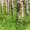 Posterazzi PDDCN01JHO0023LARGE Jasper, Alberta, Canada. Grove of Water red Birch Trees (Betula occidentalis) Along The Patricia Lakes Trail Photo Print, 24 x 36, Multi view 1