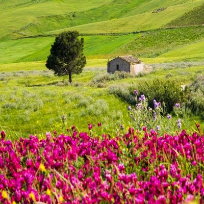 Posterazzi PDDEU16TEG1448 Italy, Sicily, Trapani. Alcamo Countryside Photo Print, 18 x 24, Multi