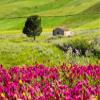 Posterazzi PDDEU16TEG1448 Italy, Sicily, Trapani. Alcamo Countryside Photo Print, 18 x 24, Multi view 1