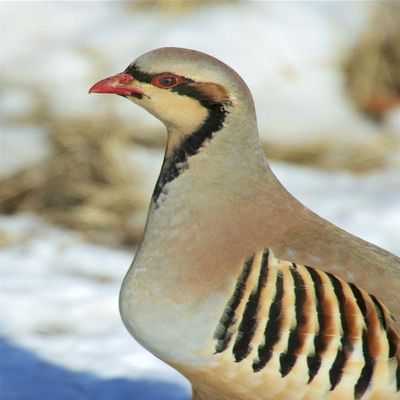 Posterazzi PDDCN02RWR0372 A Native of Southern Eurasia, The Chukar was introduced to North America as a Game Bird Photo Print, 18 x 24, Multi