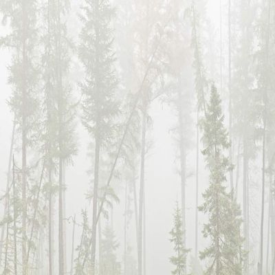 Posterazzi PDDCN08BJY0271LARGE Canada, Ontario, Ear Falls. Forest in Fog Photo Print, 24 x 36, Multi