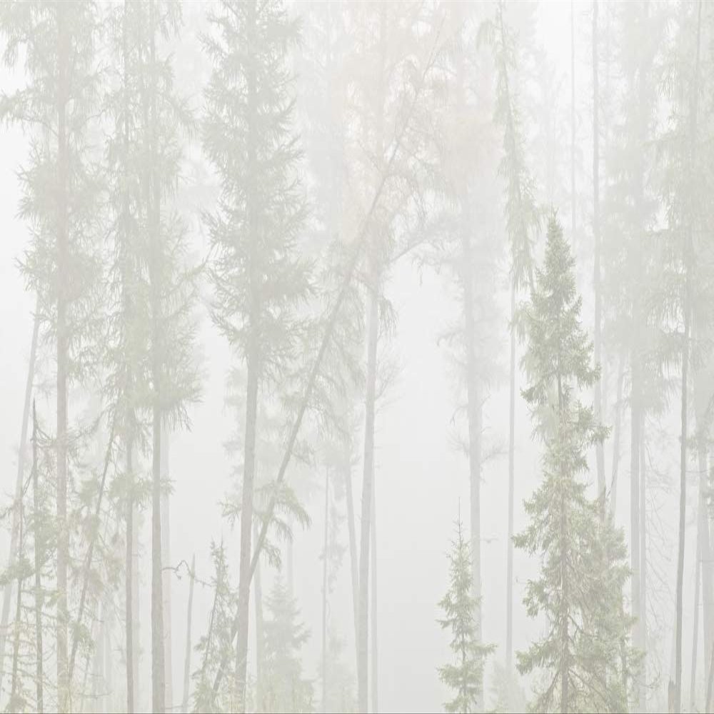 Posterazzi PDDCN08BJY0271LARGE Canada, Ontario, Ear Falls. Forest in Fog Photo Print, 24 x 36, Multi