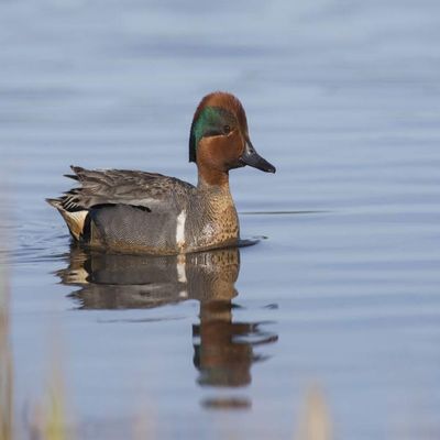 Posterazzi PDDUS02KAR0279LARGE Green-Winged Teal Drake Photo Print, 24 x 36, Multi