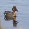 Posterazzi PDDUS02KAR0279LARGE Green-Winged Teal Drake Photo Print, 24 x 36, Multi view 1
