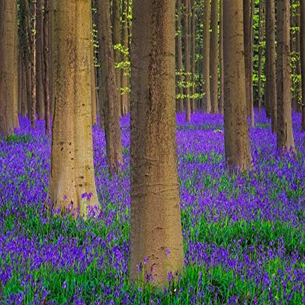 Posterazzi PDDEU04BJY0001LARGE Europe, Belgium. Hallerbos Forest with Trees and bluebells. Credit as: Jim Nilsen/Jaynes Gallery/DanitaDelimont.com Photo Print, 36 x 24, Multi