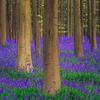 Posterazzi PDDEU04BJY0001LARGE Europe, Belgium. Hallerbos Forest with Trees and bluebells. Credit as: Jim Nilsen/Jaynes Gallery/DanitaDelimont.com Photo Print, 36 x 24, Multi view 1