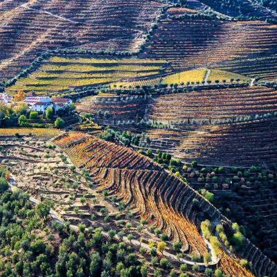 Posterazzi PDDEU23JEG0391LARGE Portugal, Valley. Vineyards in Autumn, terraced on hillsides Above The Douro River Photo Print, 24 x 36, Multi