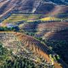 Posterazzi PDDEU23JEG0391LARGE Portugal, Valley. Vineyards in Autumn, terraced on hillsides Above The Douro River Photo Print, 24 x 36, Multi view 1