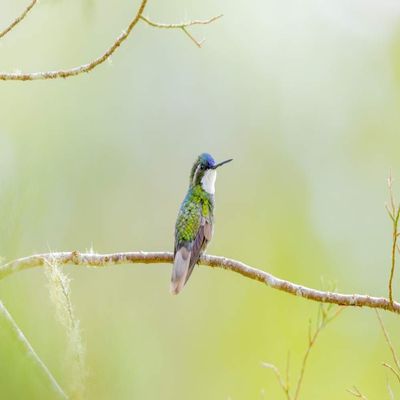 Posterazzi PDDSA22BJY0066LARGE Central America, Costa Rica. Male Grey-Tailed mountaingem Photo Print, 24 x 36, Multi