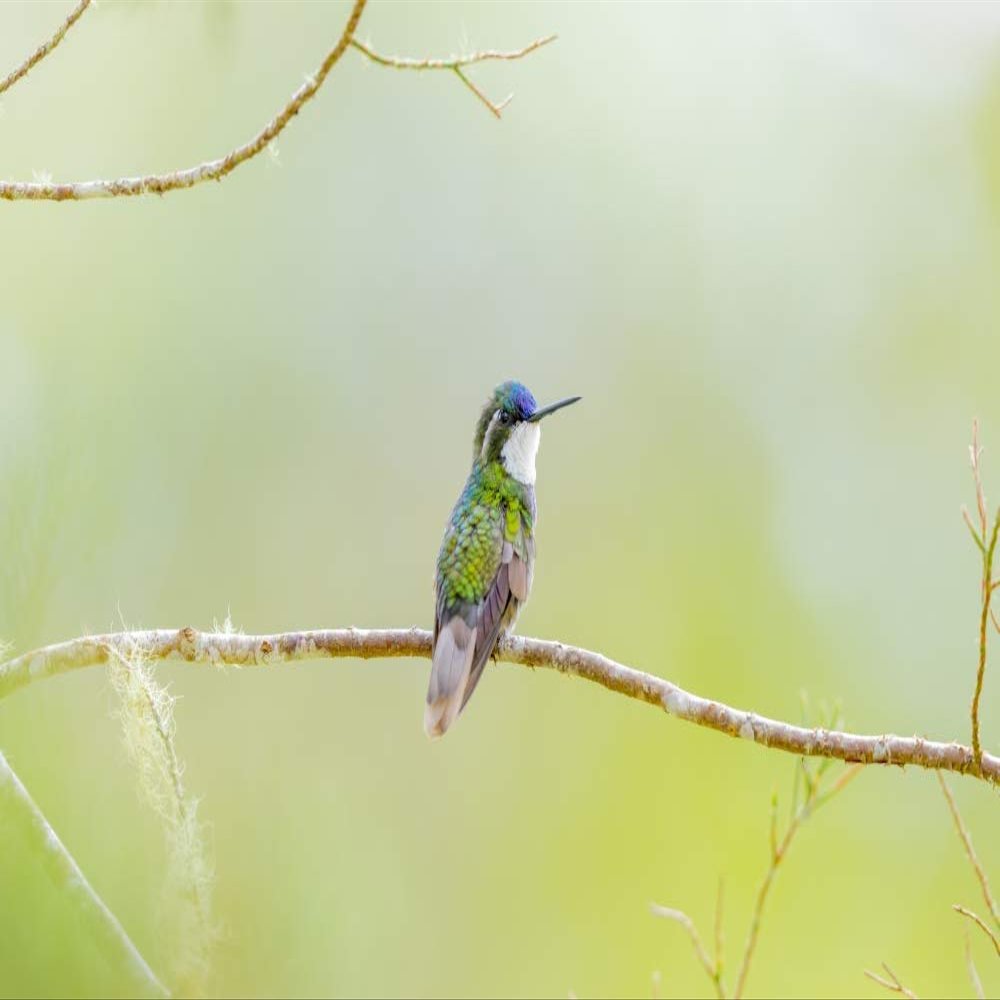 Posterazzi PDDSA22BJY0066LARGE Central America, Costa Rica. Male Grey-Tailed mountaingem Photo Print, 24 x 36, Multi