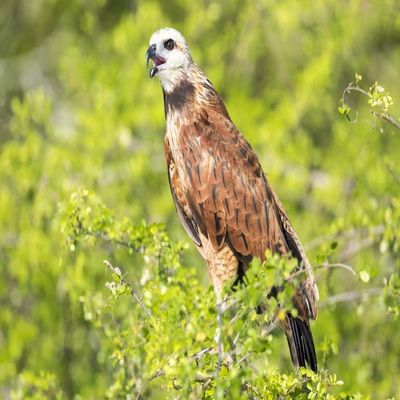 Posterazzi PDDSA02EBO0008LARGE Belize, Crooked Tree Wildlife Sanctuary. Black-Collared Hawk Calls from a Perch Photo Print, 24 x 36, Multi