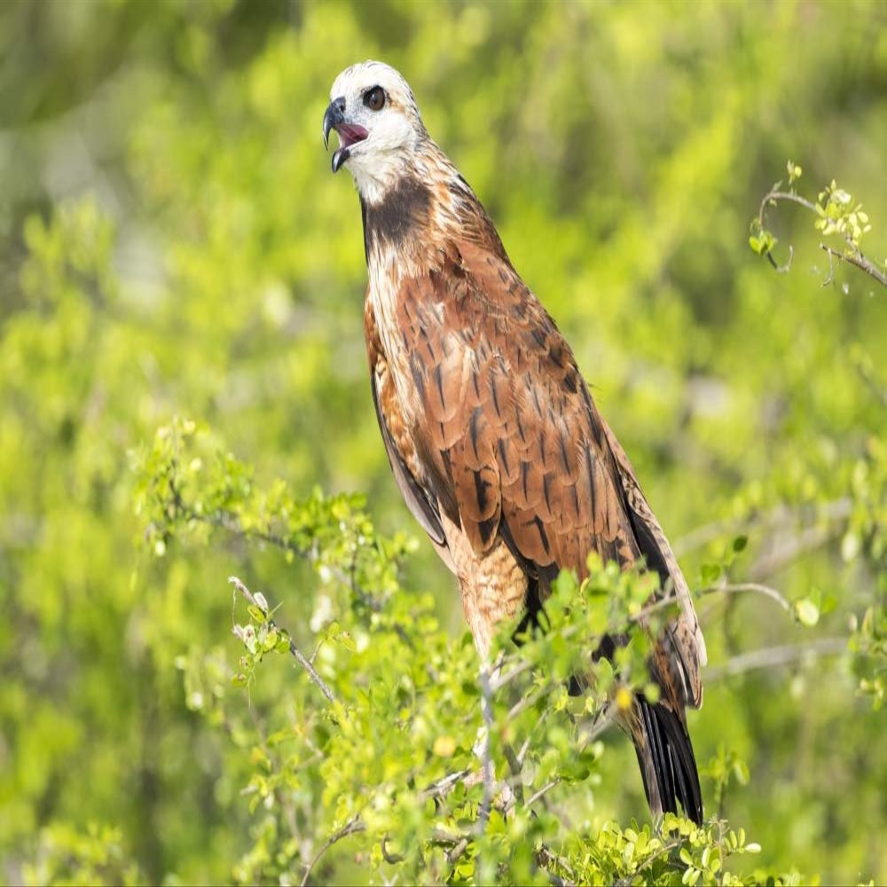 Posterazzi PDDSA02EBO0008LARGE Belize, Crooked Tree Wildlife Sanctuary. Black-Collared Hawk Calls from a Perch Photo Print, 24 x 36, Multi