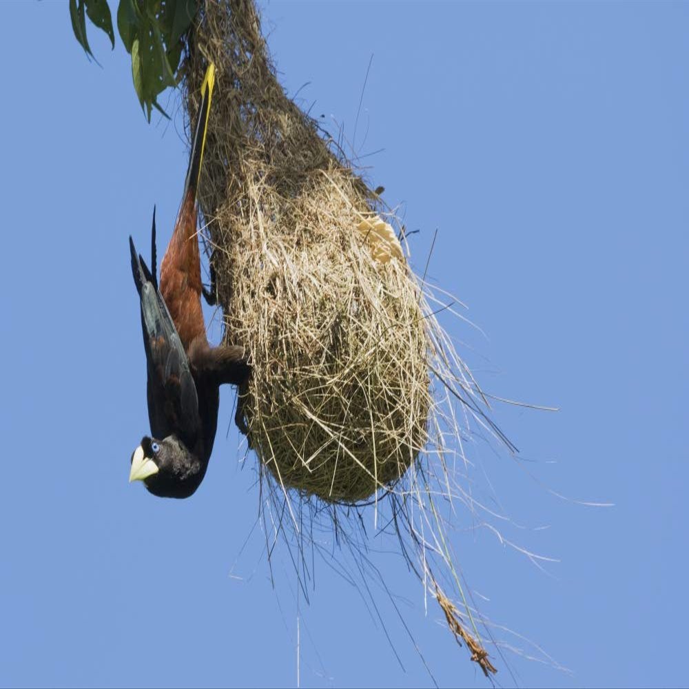 Posterazzi PDDNA02KAR0924LARGE Crested oropendola Hanging on Side of nest Photo Print, 24 x 36, Multi