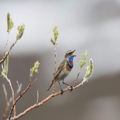 Posterazzi PDDUS02KAR0288LARGE Bluethroat territorial Song Photo Print, 24 x 36, Multi