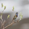 Posterazzi PDDUS02KAR0288LARGE Bluethroat territorial Song Photo Print, 24 x 36, Multi view 1