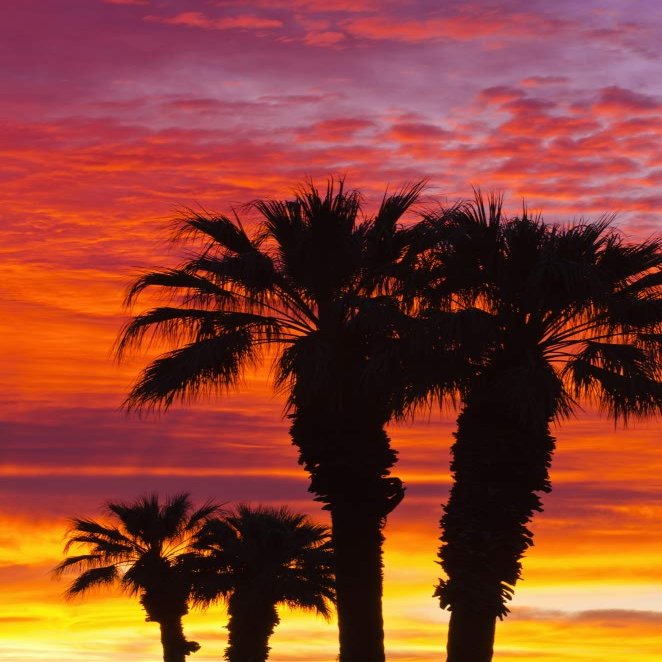Posterazzi PDDUS05RBS1020LARGE Silhouetted Palms Against Clouds at Sunrise, Anza-Borrego Desert State Park, California, USA Photo Print, 24 x 36, Multi