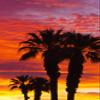 Posterazzi PDDUS05RBS1020LARGE Silhouetted Palms Against Clouds at Sunrise, Anza-Borrego Desert State Park, California, USA Photo Print, 24 x 36, Multi view 1