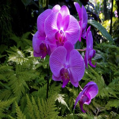 Posterazzi PDDUS12GHA0033LARGE Orchid Botanical Garden, Big Island, Hawaii Photo Print, 24 x 36, Multi