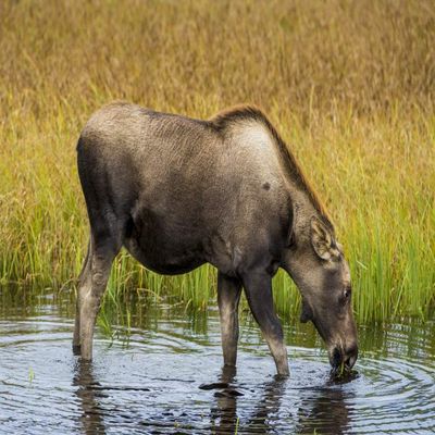 Posterazzi PDDUS02MDE0190LARGE Moose alces, Kenai Peninsula, Alaska, USA Photo Print, 24 x 36, Multi