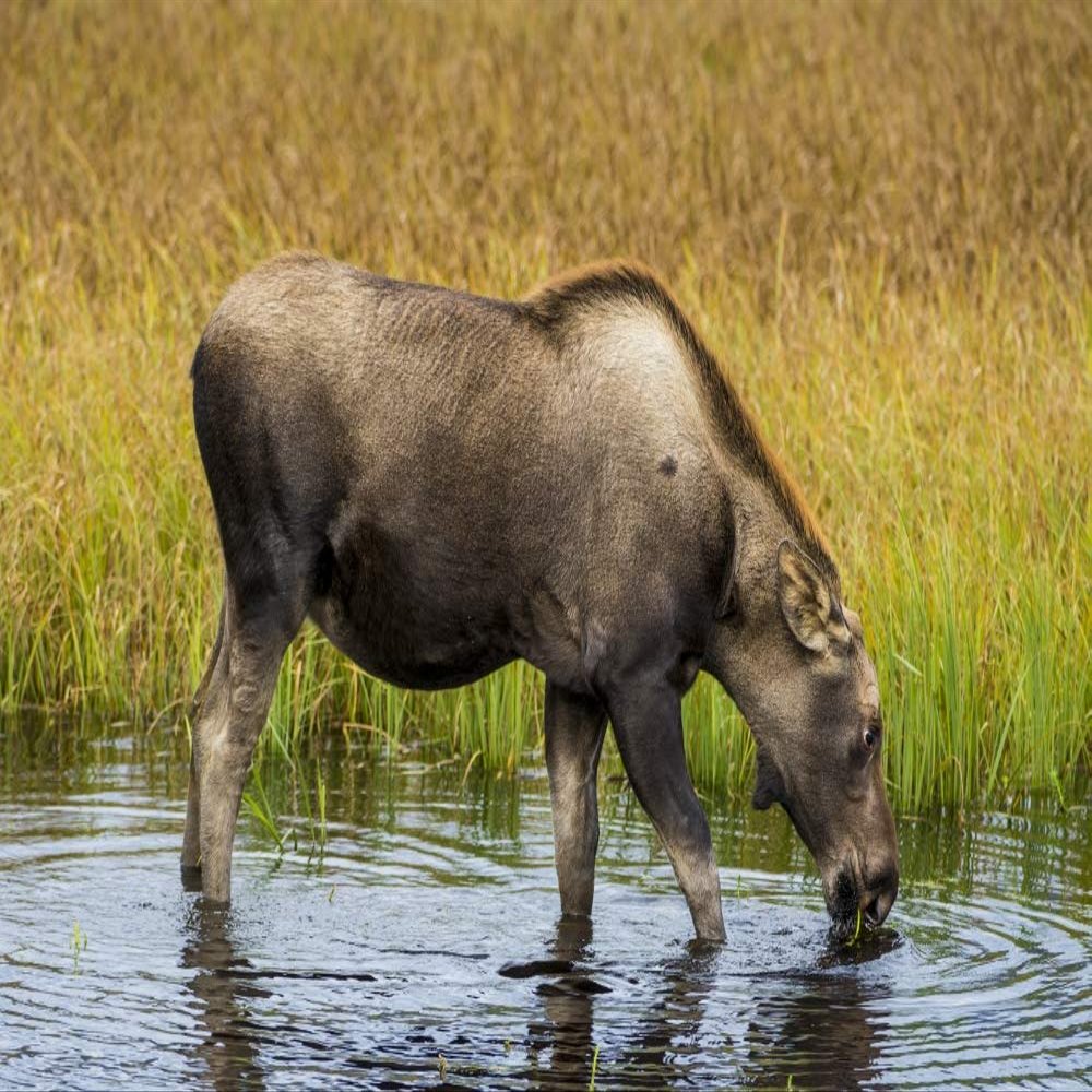 Posterazzi PDDUS02MDE0190LARGE Moose alces, Kenai Peninsula, Alaska, USA Photo Print, 24 x 36, Multi