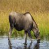 Posterazzi PDDUS02MDE0190LARGE Moose alces, Kenai Peninsula, Alaska, USA Photo Print, 24 x 36, Multi view 1