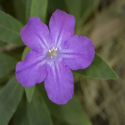 Posterazzi PDDUS10MPR1160LARGE, Ruellia carolinensis, Central Florida Photo Print, 24 x 36, Multi