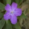 Posterazzi PDDUS10MPR1160LARGE, Ruellia carolinensis, Central Florida Photo Print, 24 x 36, Multi view 1